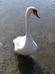 This swan squaked at me while the young'ins made their escape