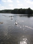 Swans leave as children swim nearby