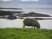 Sheep on Rennesøy