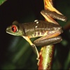 Tree Frog (Wikipedia)