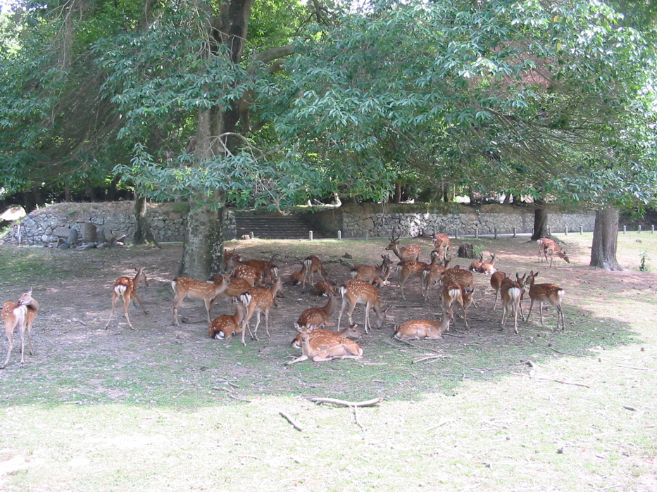 Deer in shade