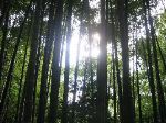 Kôdaiji Bamboo Forest