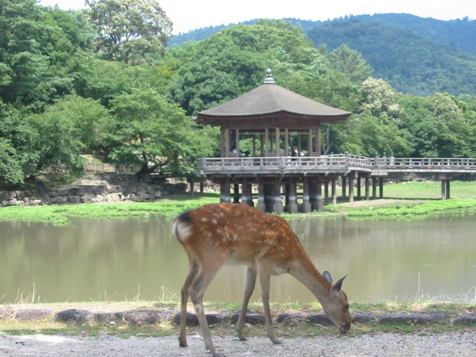 Deer in park